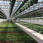 Kas van glas met meerdere overspanningen